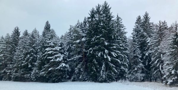 Veselé Vánoce a šťastný nový rok